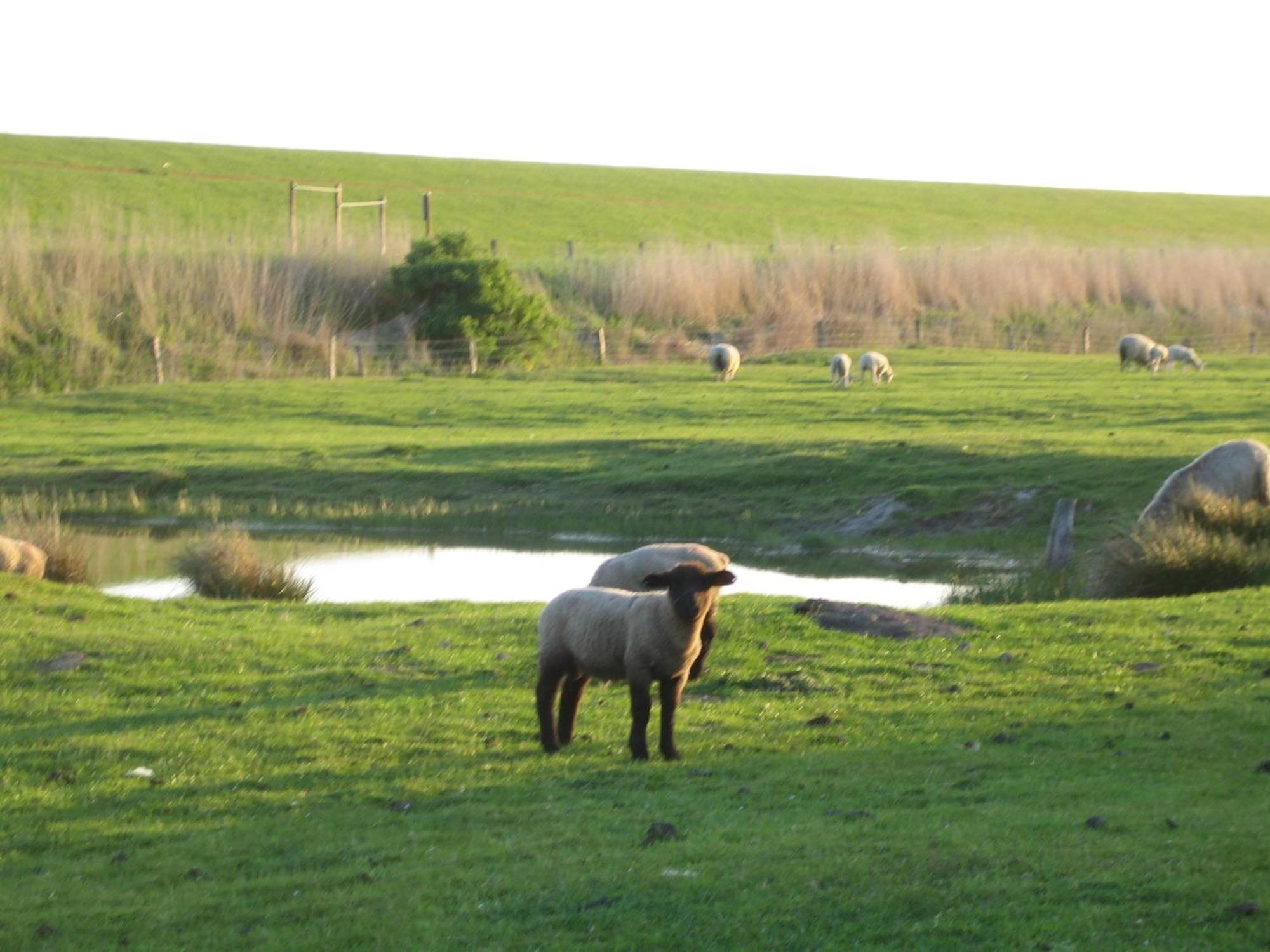 Haus Halligblick, Ferienwohnungen Am Wattenmeer, Whg Hamburger Hallig ดาเกอบึล ภายนอก รูปภาพ